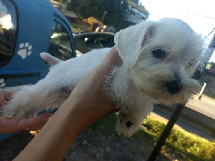 Schnauzer mini blancos con pedigree