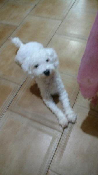 Vendo caniche toy