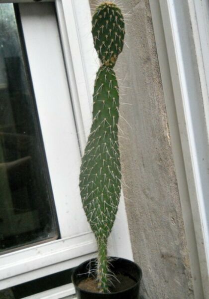 cactus opuntia suphurea maceta 10 muy alto