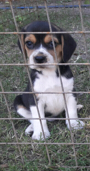 Beagles machos cachorritos