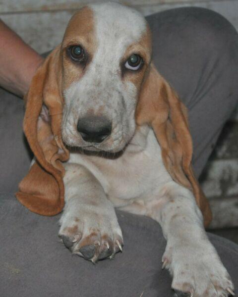 CACHORROS BASSET HOUND