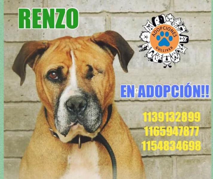 PITTBULL HERMOSO JOVENCITO EN ADOPCIION SUPER RESPONSABLE