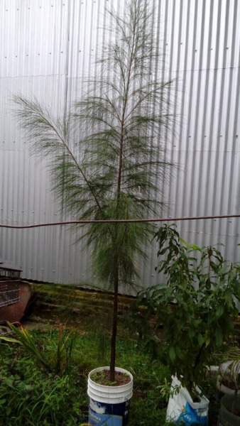 Pino elliotis árbol de 3,50 m $