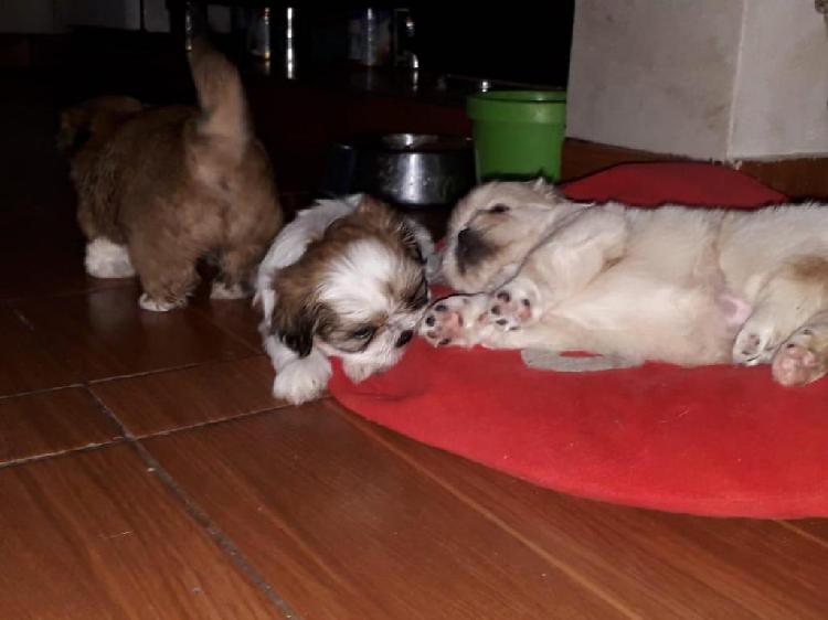 cachrros Shih tzu