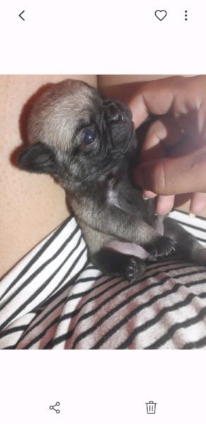 Pug carlino machos hembras