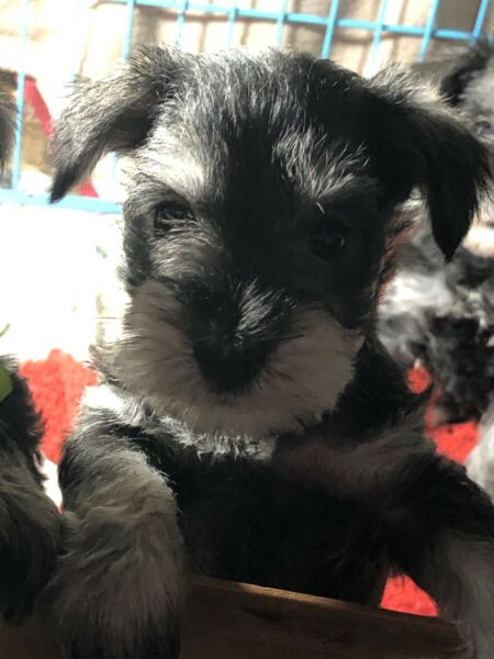 Schnauzers minis desde 12 mil pedigrí