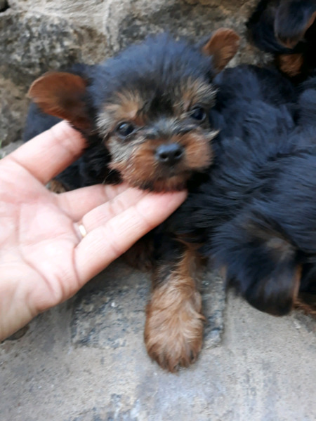 YORKSHIRE TERRIER HEMBRA MINII