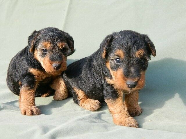 cachorro Welsh Terrier (igual Airedale terrier menor