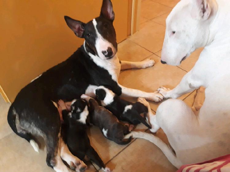 Bull terrier disponibles