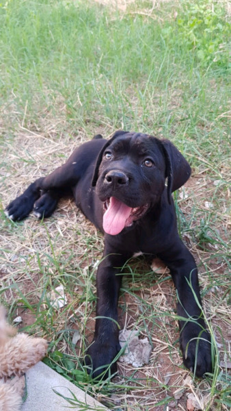 Cane corso excelentes