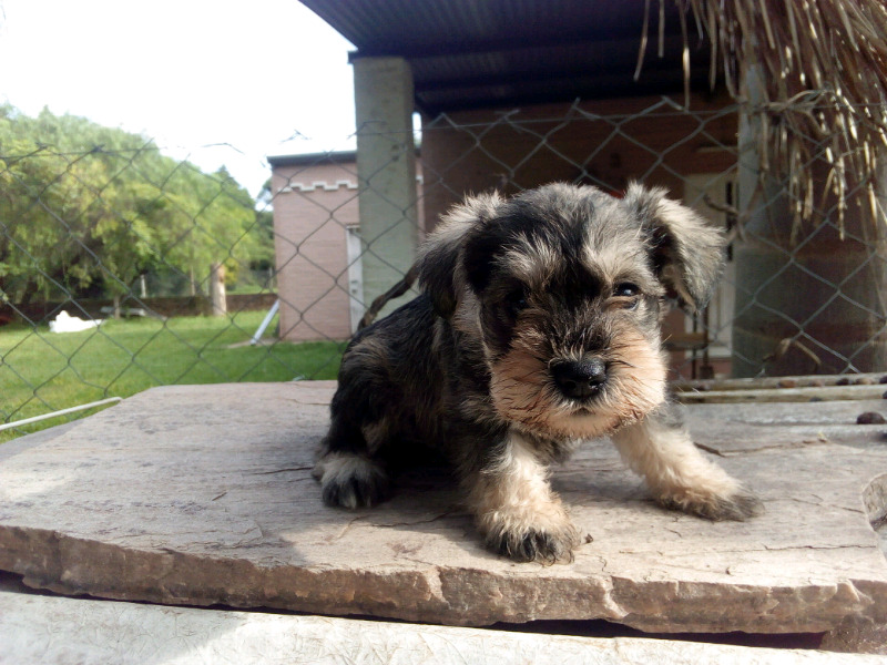 Schnauzer minis varios colores