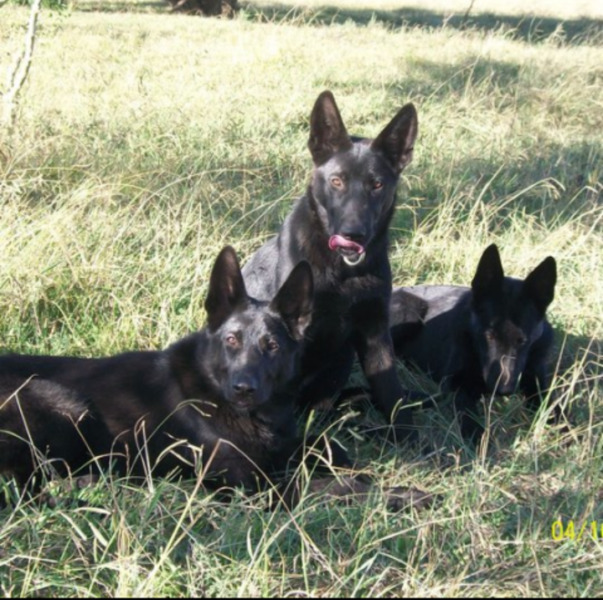 vendo cachorros ovejero belga