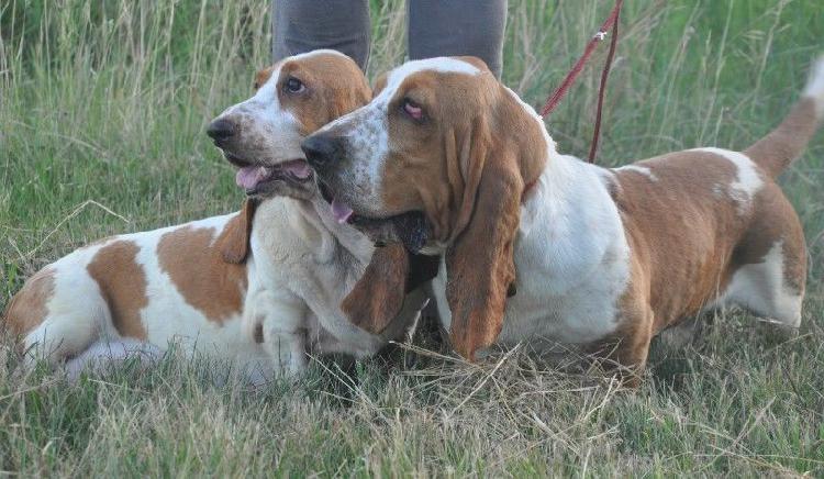 BASSET HOUND HEMBRA