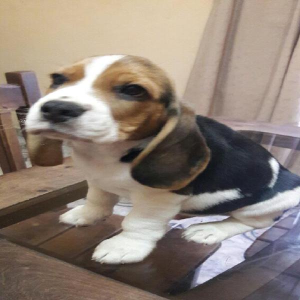 Beagle Cachorro Tricolor Único Macho