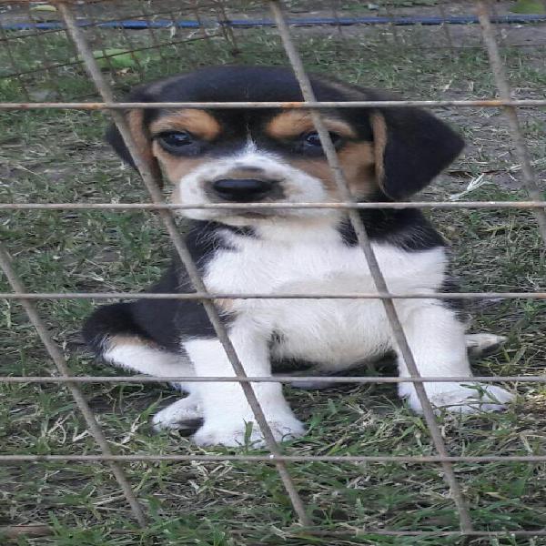 Beagles Cachorros Machitos