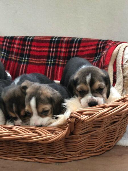 Beagles cachorritos tricolor y bicolor 11-2519-0286