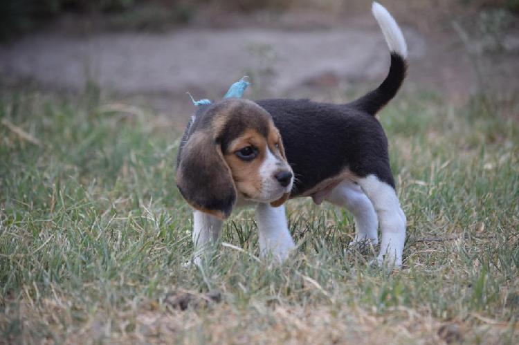 Cachorros beagle, excelente pedigree fca