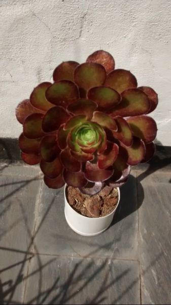 Exótica Suculenta (Aeonium arboreum)