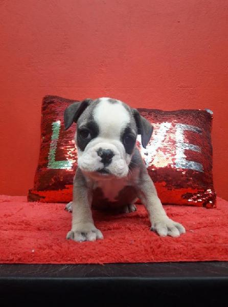 ULTIMA hembra BULLDOG INGLES. todas las TARJETAS bulldog