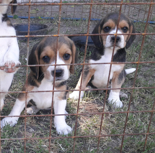 Beagles cahorro machito