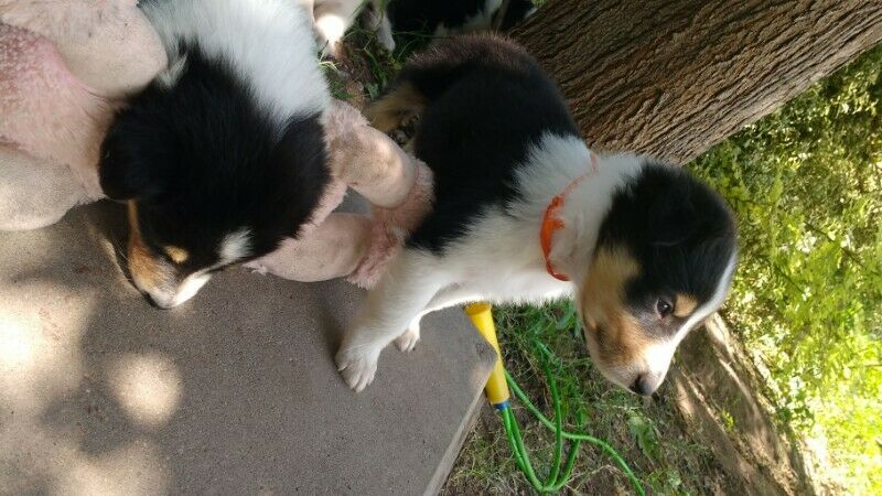 Cachorros rough Collie tricolor