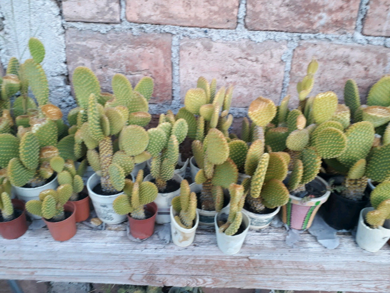 Vendo cactus, aproveche
