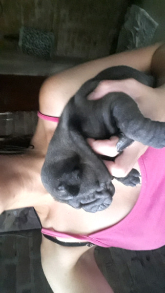 shar pei machos