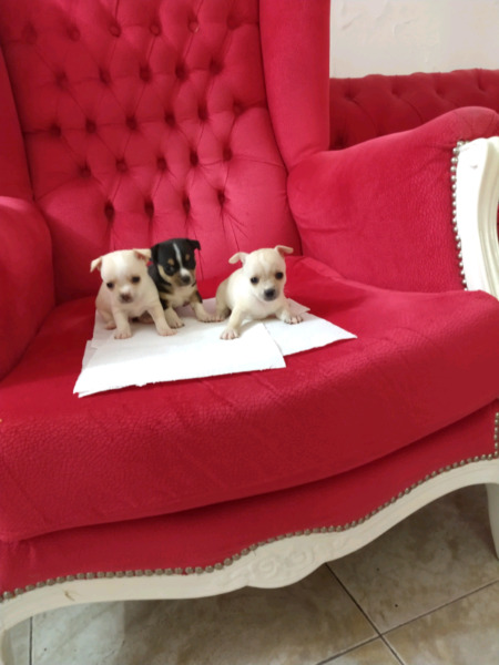 Chihuahua mini de bolsillo