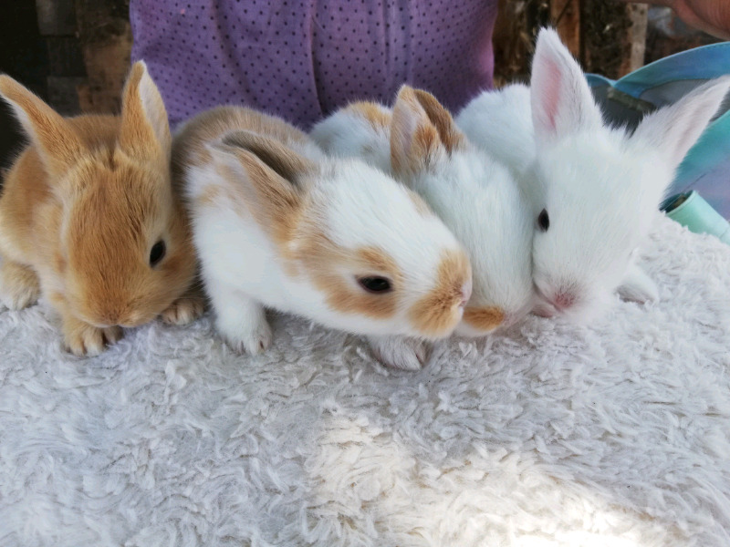 Conejitos criollos mascota