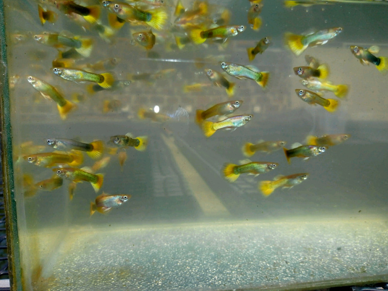Peces lebiste por mayor