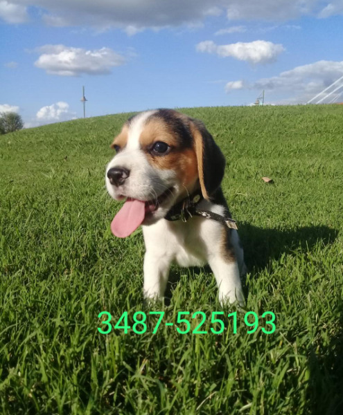 Cachorro beagle tricolor