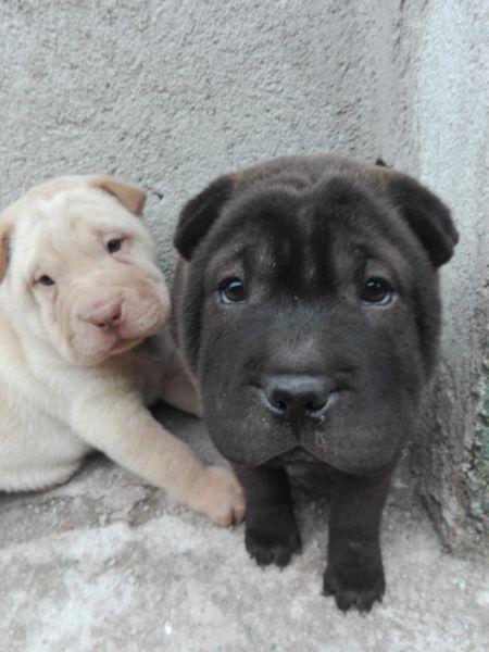 Cachorro shar pei