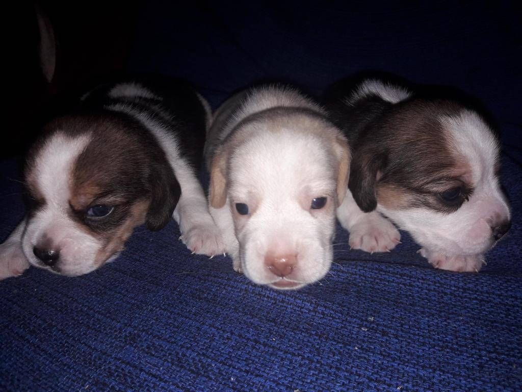 Hermosos cachorros Beagles