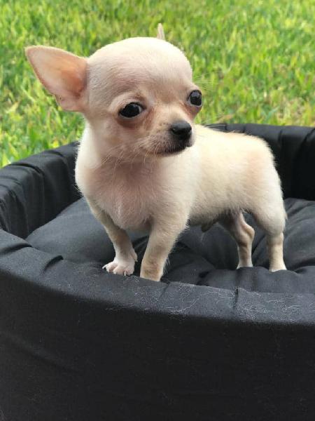 Cachorro Chihuahua de 2 meses.