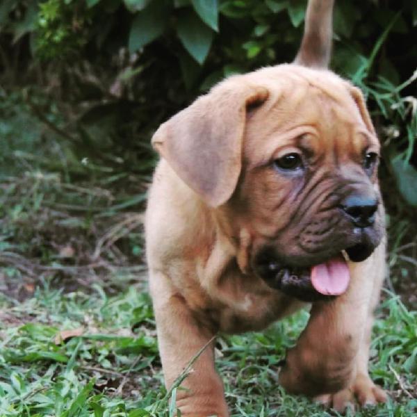 Cachorros Dogos de Burdeos