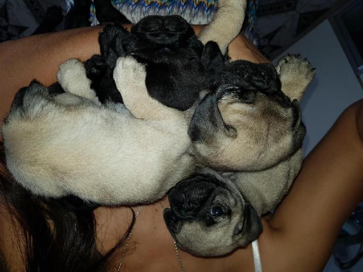 Divinas cachorritas de pug carlino