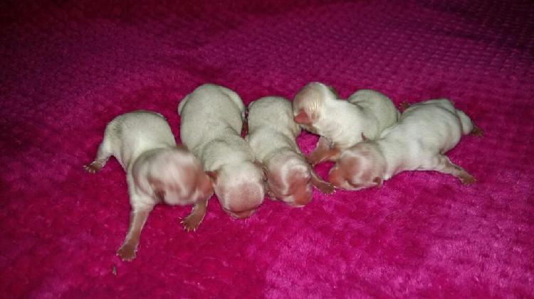 Malteses