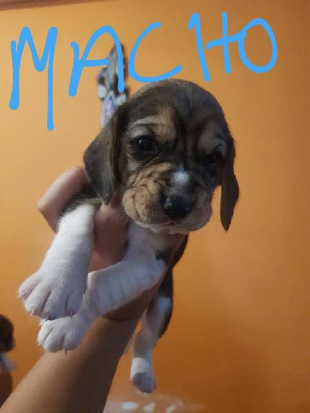 Perritos Beagle !!