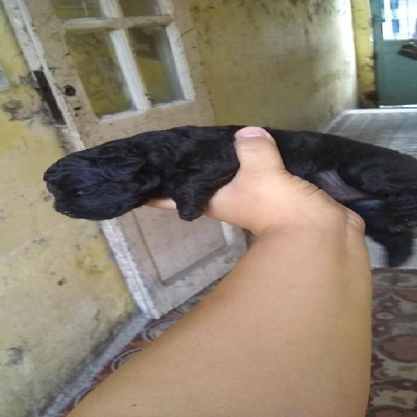 Vendo Cachorro Caniche