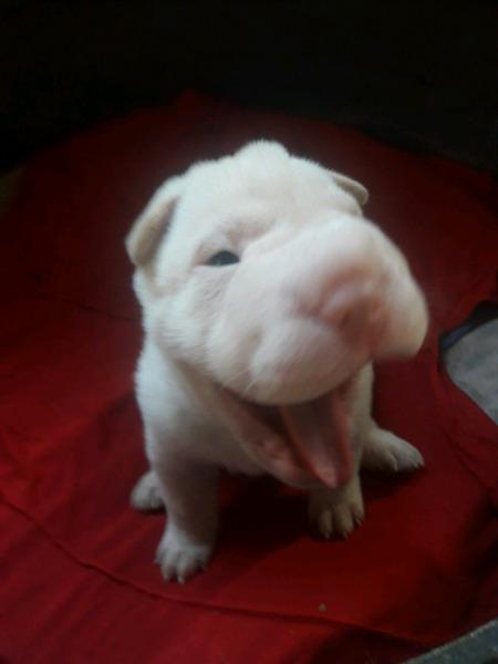 Vendo cachorros shar pei