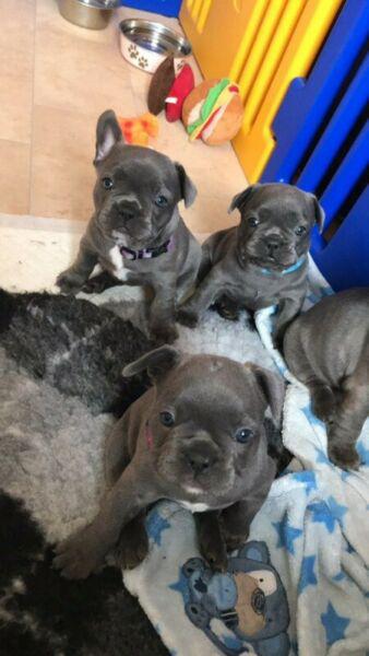 Cachorros de bulldog francés azul