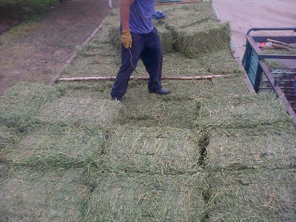 Fardos y Semillas de Alfalfa Santiagueña