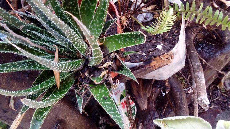 gp5600 Aloe Aristrata