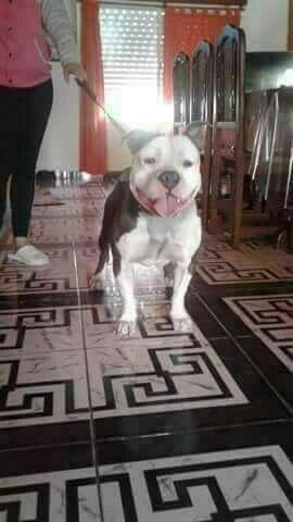 CACHORROS PITBULL 3446515156