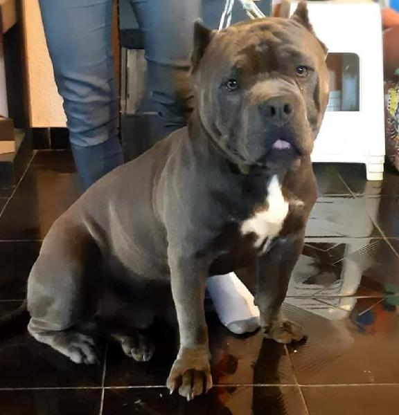 American Bully Ofrece Servicio