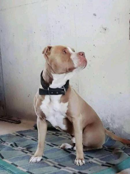 American Pitbull Silver