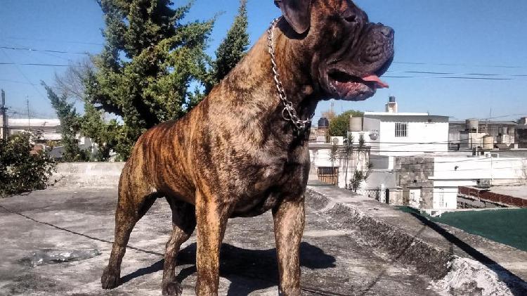 BULLMASTIFF SERVICIO DE MONTA