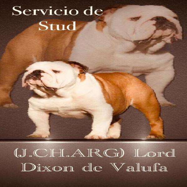 Bulldog Ingles para Servicio