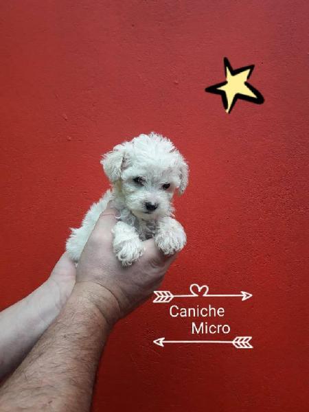 CANICHES MICROS. aceptamos TARJETAS. yorkshire schnauzer