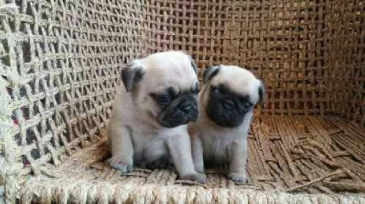 Vendo Pug Carlino